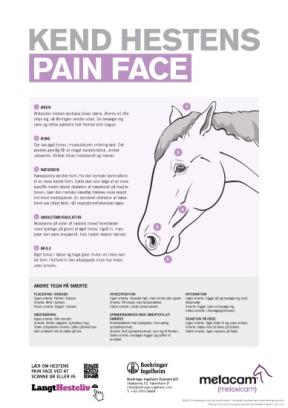 Kend hestens Pain Face