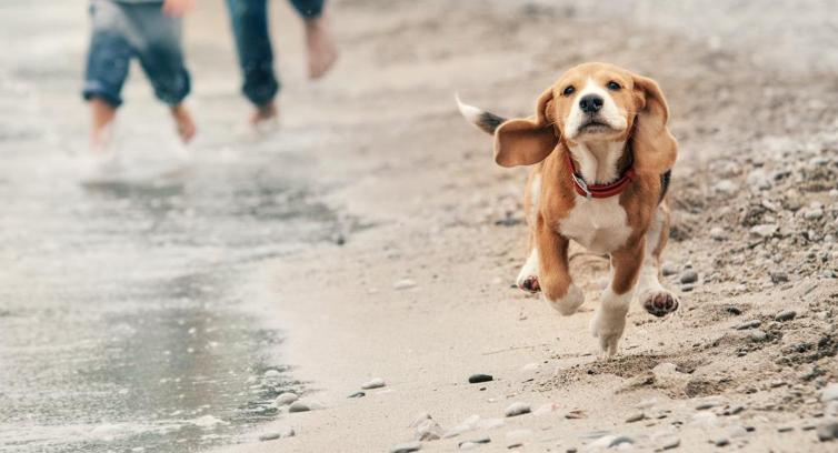 En hund springer på stranden