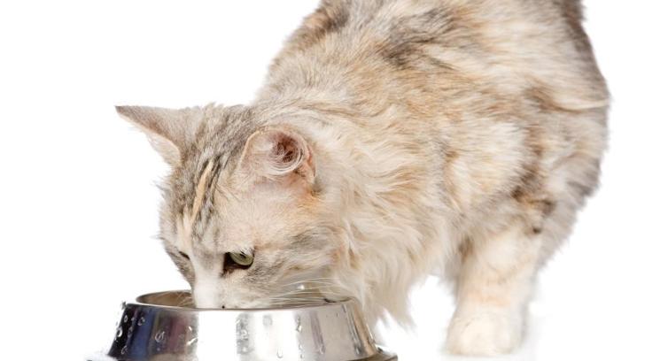 Kat drikker vand