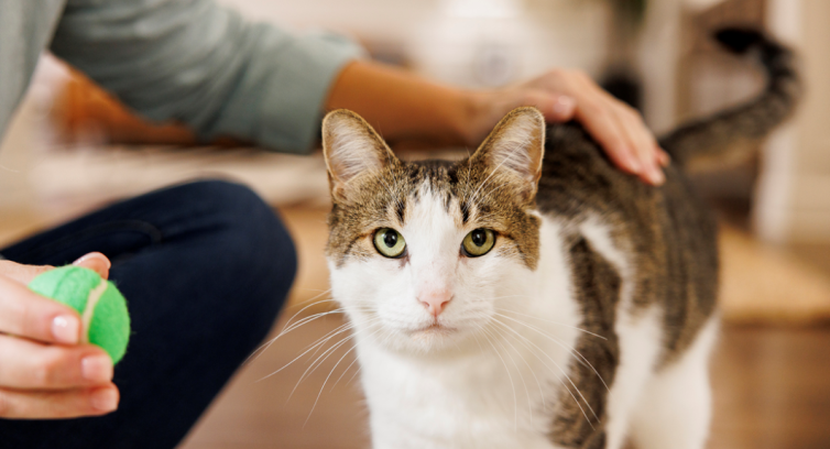Verdens første flydende, orale behandling af diabetes hos katte