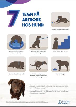 7 tegn på artrose hos HUND - 50x70 cm (A-skilt)