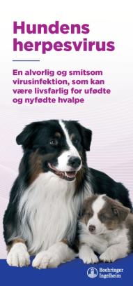 Hundes herpesvirus
