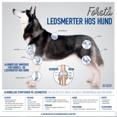 FORSTÅ LEDSMERTER HOS HUND - POSTER