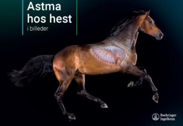 Astma hos hest i billeder
