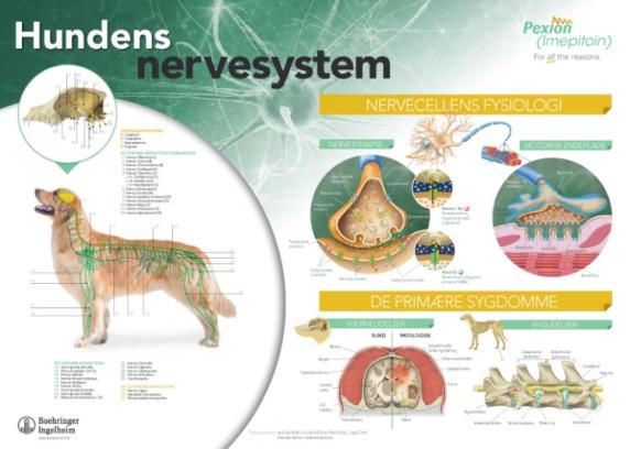 Hundens nervesystem