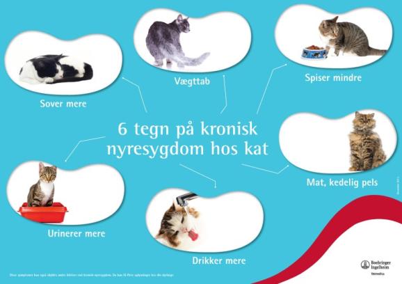 6 tegn på nyresygdom hos kat