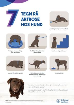 7 tegn på artrose hos HUND - A3